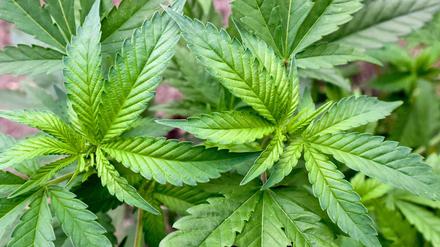 Der Anbau von Cannabis ist in den USA in mehreren Bundesstaaten erlaubt.