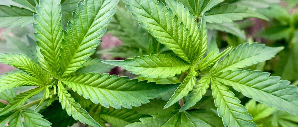 Der Anbau von Cannabis ist in den USA in mehreren Bundesstaaten erlaubt.