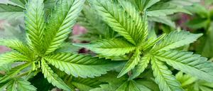 Der Anbau von Cannabis ist in den USA in mehreren Bundesstaaten erlaubt.
