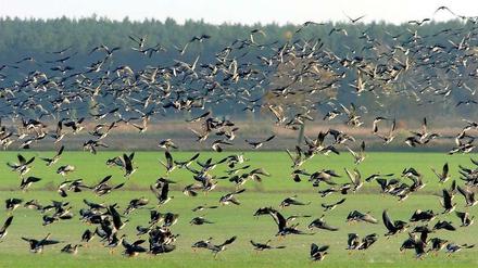 Wildgänse fliegen über einem Acker in Brandenburg auf.
