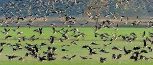 Wildgänse fliegen über einem Acker in Brandenburg auf.