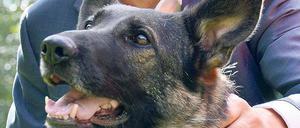 Herr und Hund. So wie hier der Mann im Hintergrund (Name tut nichts zur Sache) dem armen Tier in den Nacken greift, steht auch der Tagesspiegel unter enger Führung.