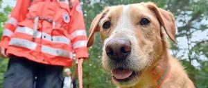 Einsatz in Finow. Rettungshund Capo hechelt eigentlich in Lörrach, jetzt rettet er Leben in Brandenburg.