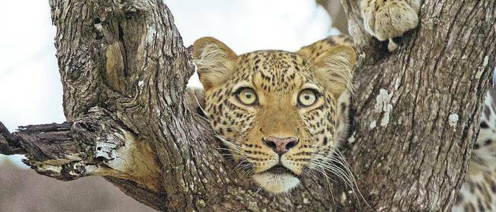 Beute im Blick. Dieses Leopardenweibchen beobachtet eine Herde Pukus (Antilopenart). Noch verbirgt sich die Großkatze ihrem Instinkt folgend nahezu Ton in Ton in einem Akazienbaum.