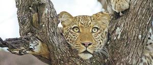 Beute im Blick. Dieses Leopardenweibchen beobachtet eine Herde Pukus (Antilopenart). Noch verbirgt sich die Großkatze ihrem Instinkt folgend nahezu Ton in Ton in einem Akazienbaum.