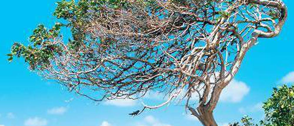 Divi-Divi-Bäume, Johannisbrotgewächse, gedeihen vornehmlich auf Aruba.