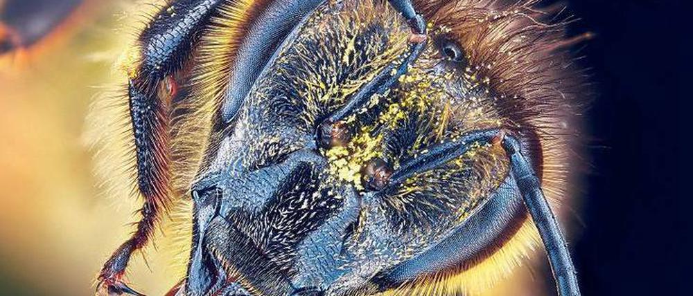 Sammler. Die Fühler sind elektrisch aufgeladen, sie ziehen den Pollen an. Mithilfe der Mundwerkzeuge verstauen die Bienen den Blütenstaub.