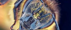 Sammler. Die Fühler sind elektrisch aufgeladen, sie ziehen den Pollen an. Mithilfe der Mundwerkzeuge verstauen die Bienen den Blütenstaub.