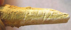 250 Generationen Zweisamkeit in Europa. Präzisere Datierung von Werkzeugen und Knochen von Neandertalern (im Bild ein Armknochen) und Homo sapiens belegen 5000 Jahre Koexistenz.