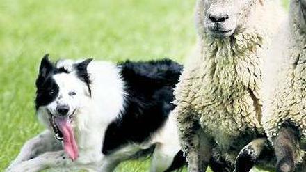 Hütehunde halten eine Schafherde im Zaum.