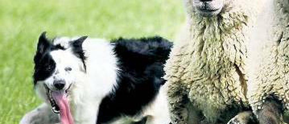 Hütehunde halten eine Schafherde im Zaum.