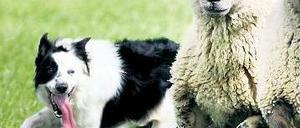 Hütehunde halten eine Schafherde im Zaum.