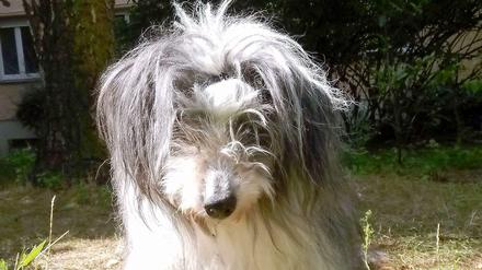 Borges, der Hund.