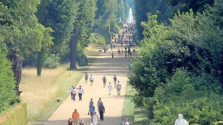 Ein von großen Bäumen gesäumter Hauptweg im Park Sanssouci mit Spaziergängern.