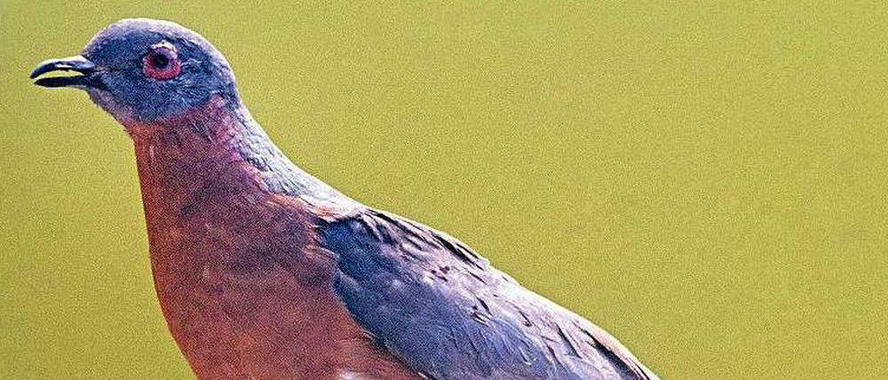 Leblos. Nur einige ausgestopfte Exemplare erinnern noch an die einst erfolgreiche Art der Wandertauben. Im 19. Jahrhundert lebten mehrere Milliarden Tiere in Nordamerika.