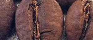 Beliebte Bohnen. Das Erbgut der Kaffeesorte Robusta ist entziffert und soll helfen, Kaffeepflanzen resistenter gegen Schädlinge zu machen.