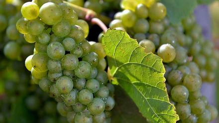 Die Franzosen keine Weinkenner? Unglaublich!