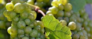 Die Franzosen keine Weinkenner? Unglaublich!