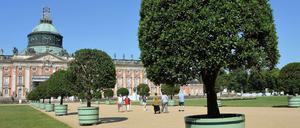 Links 'ne Pappel, rechts 'ne Pappel... In Sanssouci fürchtet man ein Pferdeäpfel-Problem.