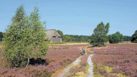 „Grün ist die Heide …“ Hat sich der Heimatdichter Hermann Löns geirrt? Wohl kaum. Schließlich präsentiert sich die Landschaft in der Lüneburger Heide nur zur augenblicklichen Jahreszeit so farbenprächtig.