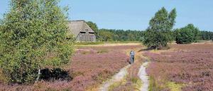 „Grün ist die Heide …“ Hat sich der Heimatdichter Hermann Löns geirrt? Wohl kaum. Schließlich präsentiert sich die Landschaft in der Lüneburger Heide nur zur augenblicklichen Jahreszeit so farbenprächtig.