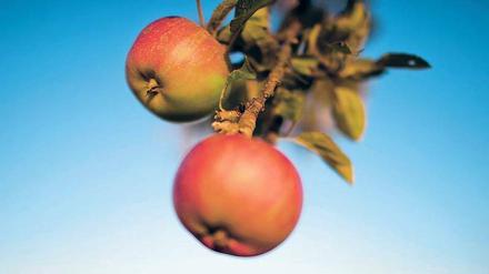 Weit vom Stamm: Äpfel sind ein Weltmarktprodukt, entsprechende Wege legen sie zurück.