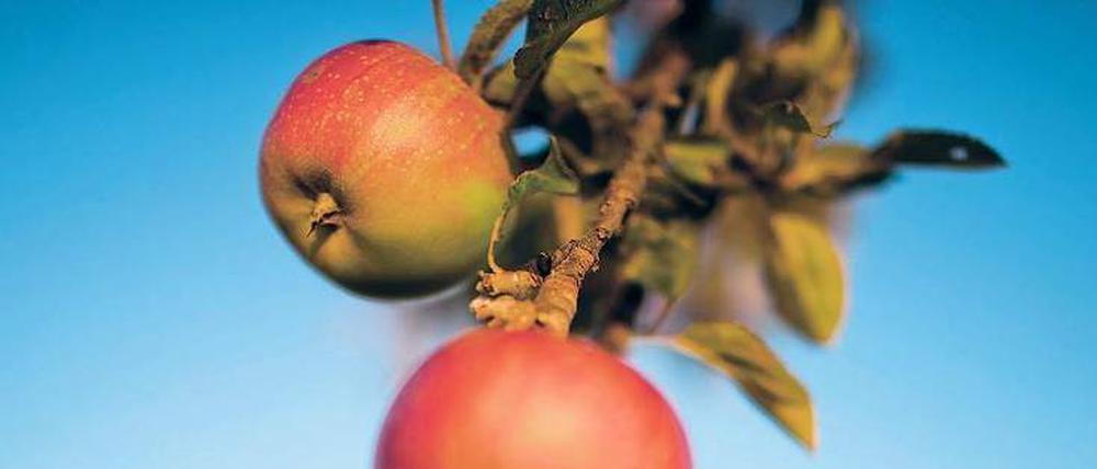 Weit vom Stamm: Äpfel sind ein Weltmarktprodukt, entsprechende Wege legen sie zurück.