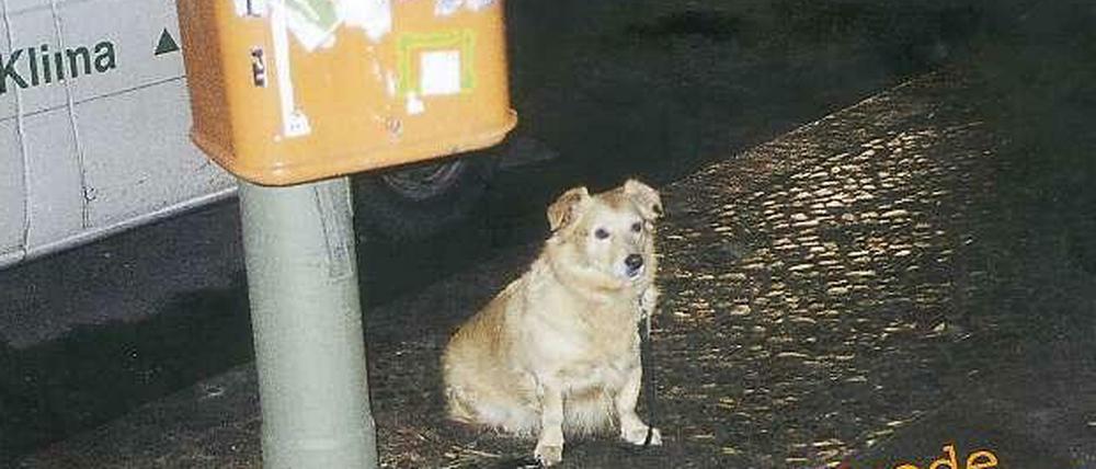 Kleiner Hund - großes Vertrauen: Coverbild des Buches ,,Wartende Hunde"