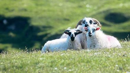 Auf der grünen Wiese. Landwirtschaft und Öl – Schottlands Einnahmen sind übersichtlich. 