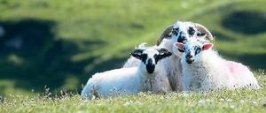 Auf der grünen Wiese. Landwirtschaft und Öl – Schottlands Einnahmen sind übersichtlich. 