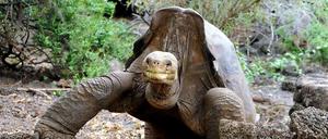 "Lonesome George" wie er leibte und lebte. Die Riesenschildkröte wurde 100 Jahre alt. Jetzt wird er einbalsamiert ausgestellt.