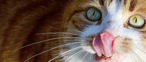 Lebendige Katze (Archivbild).