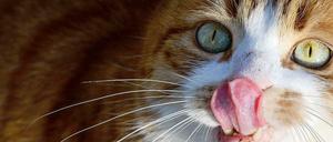 Zankapfel: Tierrettung und Feuerwehr sind sich nicht ganz einig, wer Tiere wie diese Katze (Archivbild) reanimieren darf.