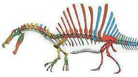 Räuber mit Schmuck. Das Rückensegel des Spinosaurus (digital rekonstruiert) sollte vermutlich Weibchen anlocken.