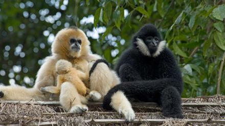 Eine Familie Nördlicher Weißwangen-Schopfgibbons (Nomascus leucogenys) im Regenwald von Yexianggu, China. Nachwuchs wird zunächst blond geboren, nach einem halben Jahr wird das Fell jedoch schwarz. Nur die Weibchen werden nach etwa sechs Jahre, zur Geschlechtsreife, wieder blond. 