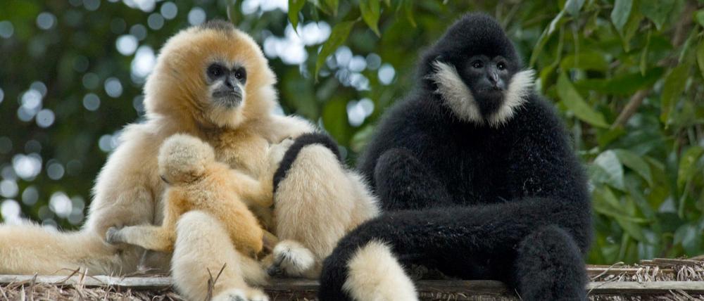 Eine Familie Nördlicher Weißwangen-Schopfgibbons (Nomascus leucogenys) im Regenwald von Yexianggu, China. Nachwuchs wird zunächst blond geboren, nach einem halben Jahr wird das Fell jedoch schwarz. Nur die Weibchen werden nach etwa sechs Jahre, zur Geschlechtsreife, wieder blond.