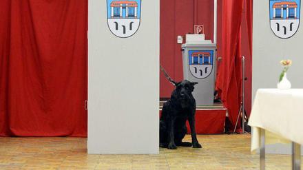 Bello darf nicht mitwählen. Muss er auch nicht. Es würde schon reichen, wenn die meisten Menschen wählen gehen würden. In Brandenburg und Thüringen taten sie das nicht.