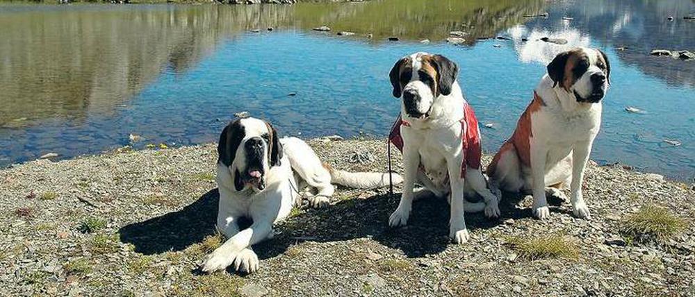 Die drei vom Gipfel. Zoltan, Xhandi und Gil (von links) gehen im Sommer täglich mit Touristen spazieren. Für Fotos posieren sie immer gern.