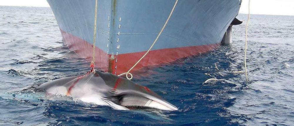 Ein japanisches Walfangschiff hat einen Wal gejagt. (Undatiertes Archivbild)