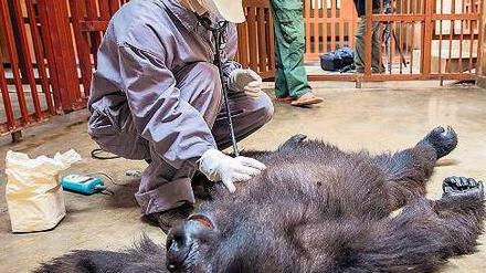 Jessica Magenwirth behandelt einen erkrankten Gorilla.
