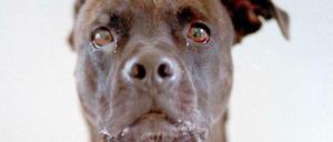 Jacob Waak hat seine Bildersession in einem Tierheim aufgenommen.