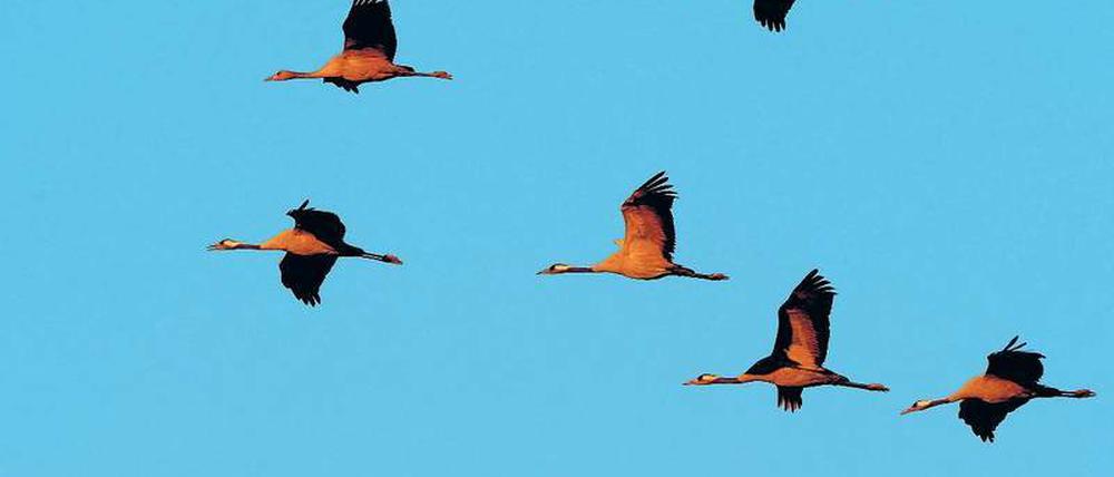 Schaut himmelwärts. In diesen Tagen und den kommenden Wochen sieht man Kraniche (und Wildgänse) auch über Berlin hinweg ziehen. Oft begleitet von lauten trometenartigen Rufen.