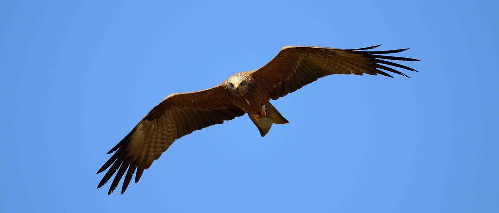 Ein vier Jahre alter Schwarzmilan über dem Donana Nationalpark.