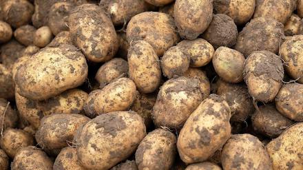Kartoffeln hatten deutsche Bauern jahrelang veschmäht, ihre Anbaufläche ging zurück. Dieser Trend ist offenbar gestoppt.