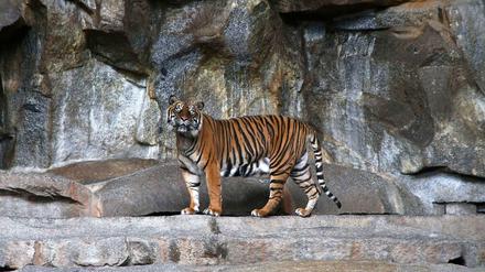 Ein Tiger im Raubtierhaus des Tierparks in Friedrichsfelde.