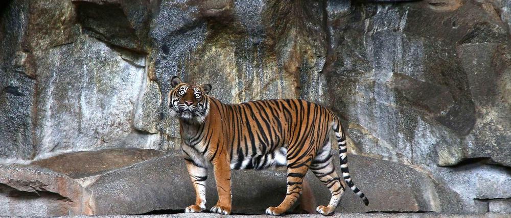 Ein Tiger im Raubtierhaus des Tierparks in Friedrichsfelde.