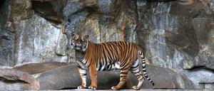 Ein Tiger im Raubtierhaus des Tierparks in Friedrichsfelde.