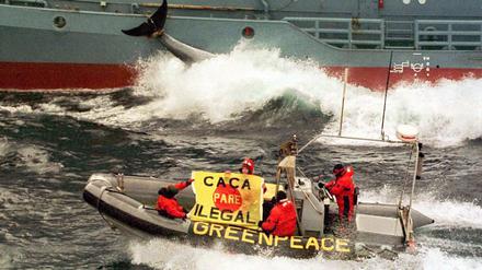 Fotografen lieben Greenpeace, bei denen gibt's immer tolle Bilder.