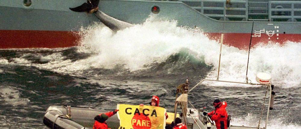 Fotografen lieben Greenpeace, bei denen gibt's immer tolle Bilder.