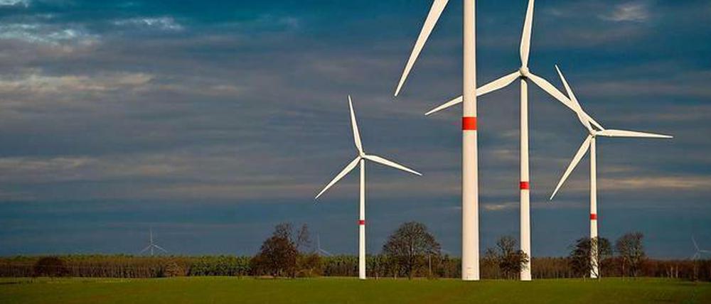 Fataler Irrtum. In der Ultraschallwahrnehmung von Fledermäusen erscheinen Windräder den Tieren wie große Bäume.